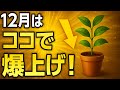 【年末金運MAX】12月に観葉植物を○○に置くと大開運！年内絶対やってはいけない配置5選