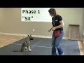 How to train a dog to sit k91com