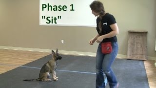 How to Train a Dog to 'Sit' (K91.com)