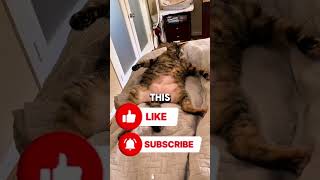 Try not to laugh with these funny fat cats😆 #shorts