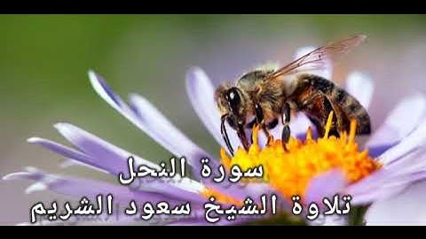 سورة النحل: للشيخ سعود الشريم (بدون إعلانات)