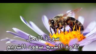 سورة النحل: للشيخ سعود الشريم (بدون إعلانات)
