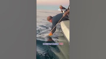 CAUGHT ON CAM: LARGEST male great white shark ever recorded #shorts #foxnews #us #viral #news