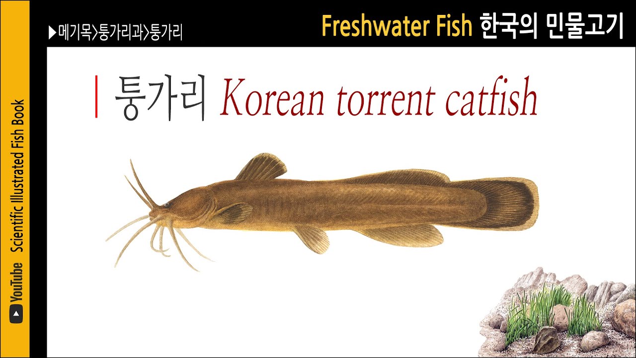 퉁가리 | 민물고기도감