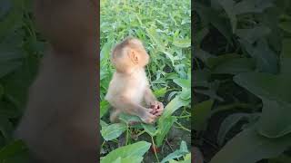 Cute tiny baby monkey training #babymonkey #monkey Duke #adorable monkey