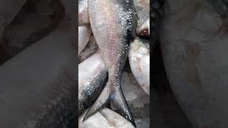 পদম নদর ইলশ মছ Size