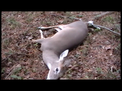 deer hunting with dogs with kill shot