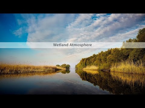 Wetland Atmosphere - sound effects library teaser