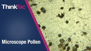 Microscope Pollen | Thinktac