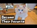 How cats choose their favorite person  the cat butler