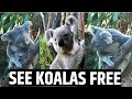 See Koalas for FREE!!! | Daisy Hill, Brisbane, Queensland, Australia Travel Vlog 30, 2020