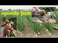 បច្ចេកទេសដាំដុះខ្ទឹមបារាំង Onion growing techniques