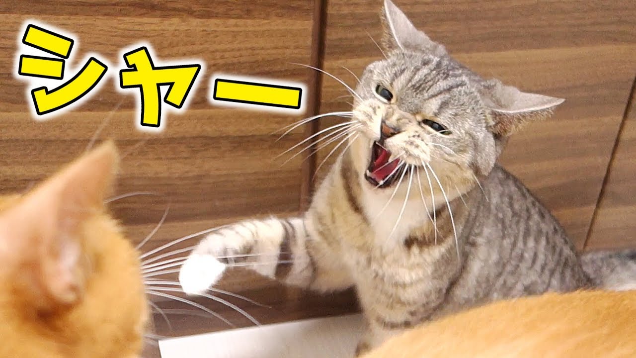 獣医師監修 猫の シャー と鳴く意味や理由は かわいい動画も ねこのきもちweb Magazine