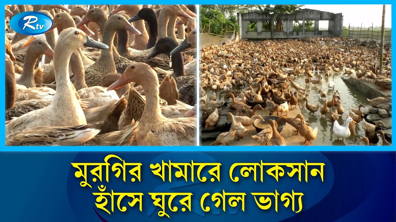 ইউটিউব দেখে শুরু, এখন বছরে আয় ৬ কোটি টাকা | Chuadanga | Duck | Rtv News