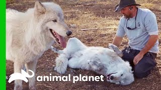 "Big Bad Wolf" Finds Love At Lockwood Animal Rescue | Wolves and Warriors "Big Bad Wolf" Finds Love At Lockwood Animal Rescue | Wolves and Warriors