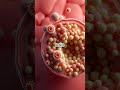 Your Stomach Literally Grows a NEW Lining Every Few Days!