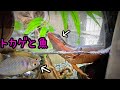 トカゲと魚を一緒に飼育する。食器棚と水槽合体【冬休み暇人専用一気見版】