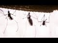 The real reason why mosquitoes buzz | DIY Neuroscience, a TED series