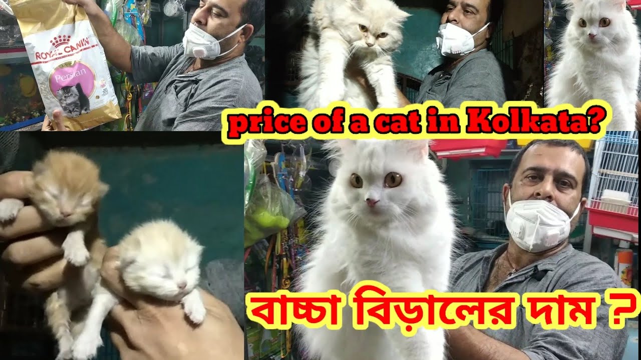 Price of a cat in Kolkata?🐕বাচ্চা বিড়ালের দাম?🐕Pets Shop Kolkata Price