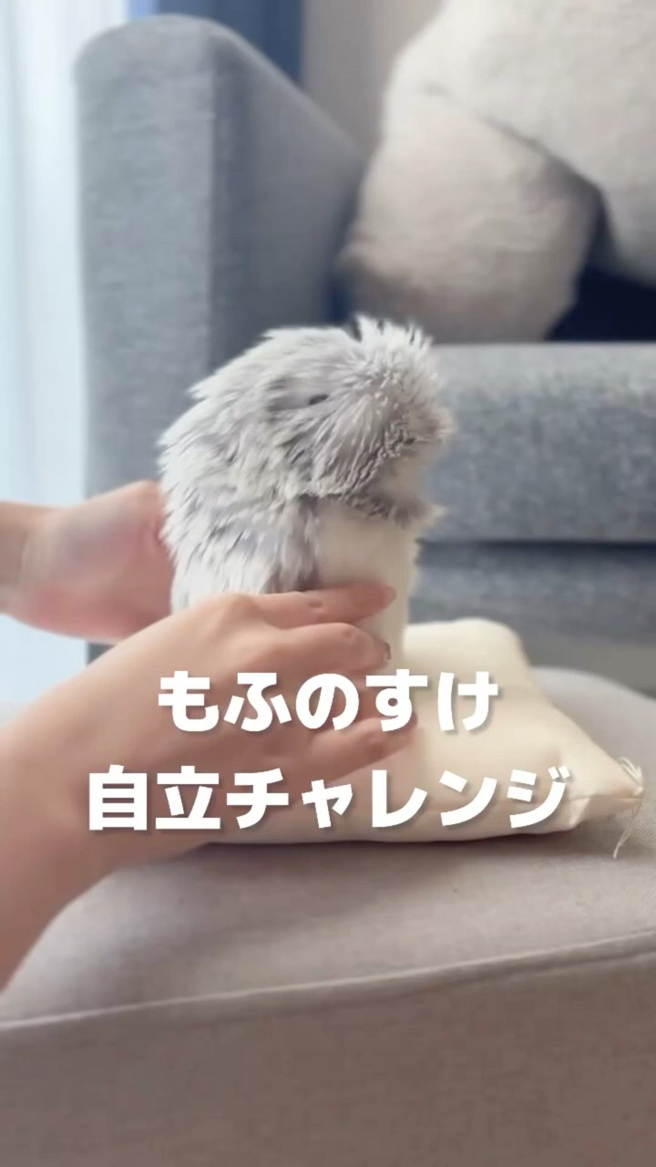 こころであういきもの【Moflin（モフリン）】Promotion Movie