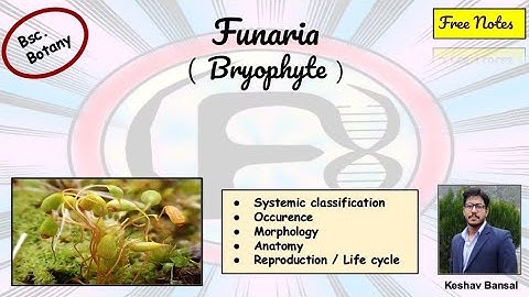 Funaria || Morphology , anatomy & Life cycle || Bsc || Free PDF notes || by Viologia EXtrema
