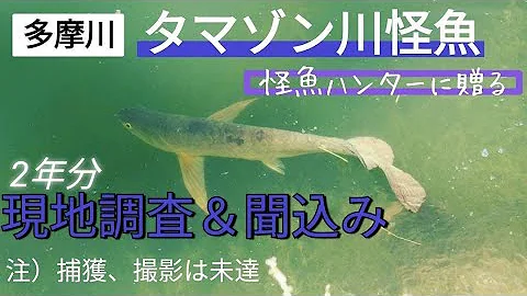 多摩川外来種 Mp3