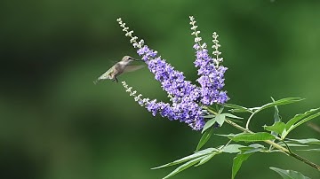 Female Ruby-Throated Hummingbird feeding on Vitex flowers