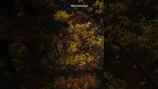 12. Rêves éveillés | Wachemood Lofi #shorts