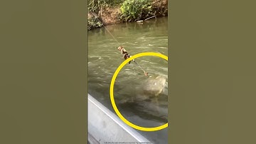 Have you ever caught a fish this big? #shorts