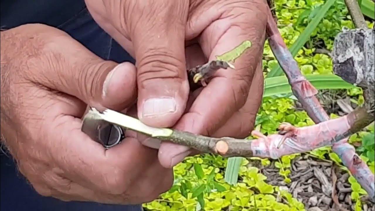 423 Saddle Graft, A Good Grafting Method/؛سیڈل گرافٹ؛ پیوند کاری کا