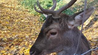 Софиевский парк. Умань. Дендропарк Софиевка. Park Sofiivka in Park Sofiivka in Uman