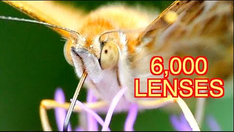 The Way Butterflies Find Food Will Surprise You [NARRATED]