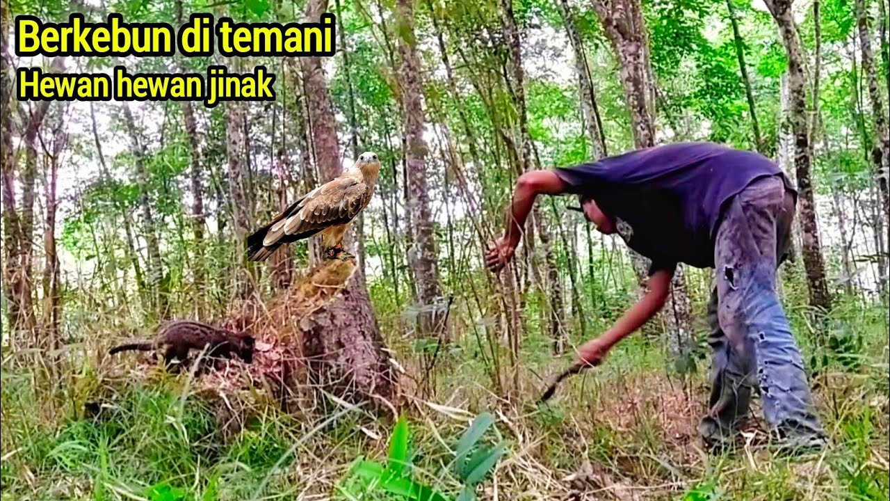 Salut ! Masih kecil hewan ini sangat setia dan jinak sama tuan nya