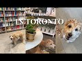 Life in Toronto | Weekend with my Labradoodle | Furniture Shop, Cherry Blossom, Ren&#39;s pets, Grooming