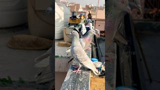 Sokh 🕊️🔥#shorts #ranjanloft