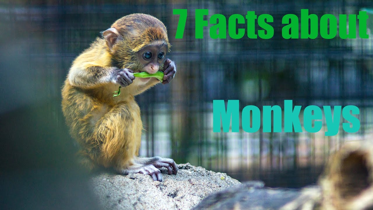 Monkey Fun Facts in 3 MINs