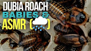 Dubia Roach #Breeding|Baby Roaches & #dubia #roach #asmr #creepy #asmrsounds #reptiles #feeder #bug