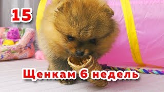 🐾 Щенкам 6 недель. Шпиц пробует сушеную трахею. Как приучить собаку к пеленке. Щенок играет. 🐾 Щенкам 6 недель. Шпиц пробует сушеную трахею. Как приучить собаку к пеленке. Щенок играет.