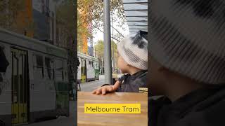Phoenix loves Melbourne Trams !!!! #melbourne #tram #holiday
