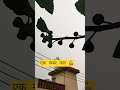 अंजीर।#farming #youtube #youtubeshorts #viral