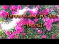 ♐СТРЕЛЕЦ -  ГОРОСКОП на АВГУСТ 2020