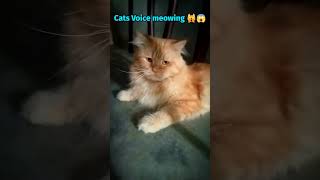 Kitten Meowing Cats 11Cat Sound Voicepersian Cat