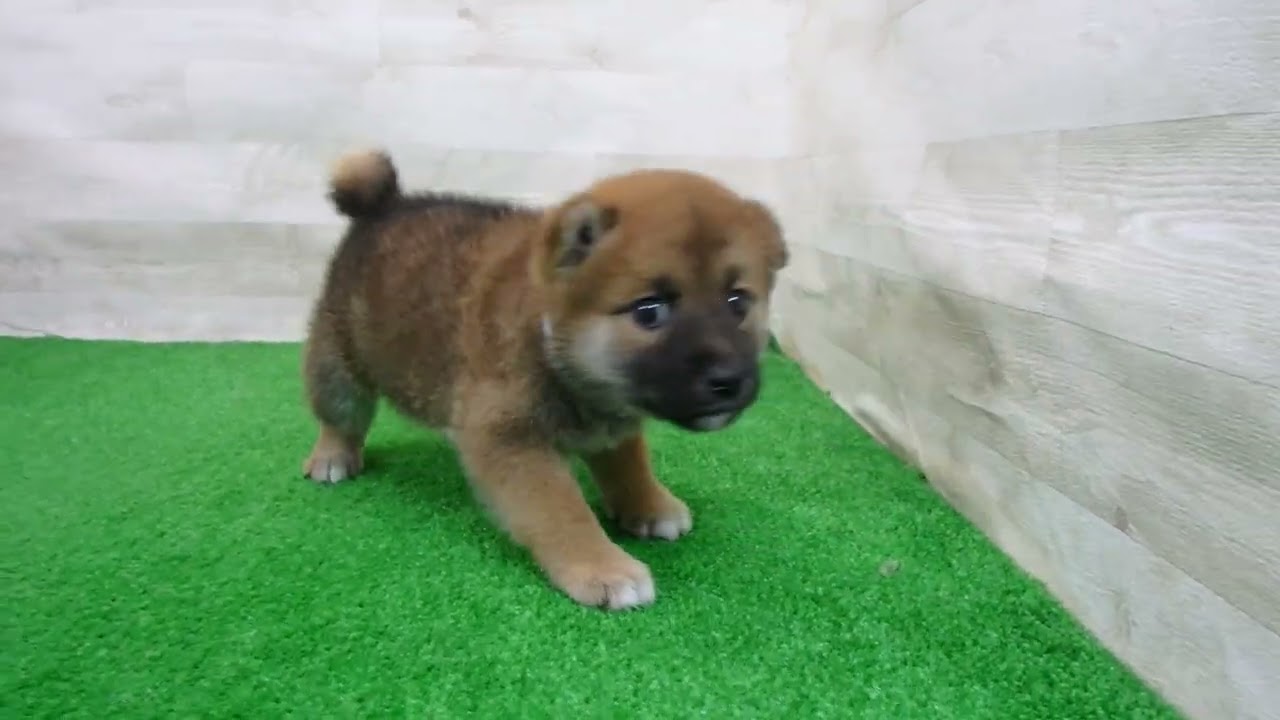 お柴 Coo&RIKU No.00761765 柴犬 - YouTube