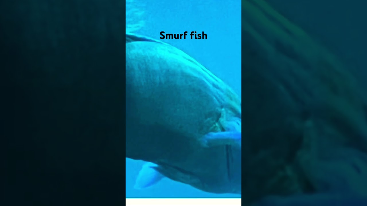 Rare Smurf 🐟