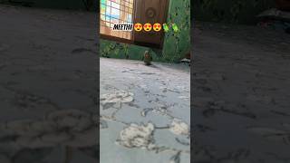 Everyone loves her 😍🦜❤️ #meethi #parrot #pets #love #youtubeshorts please subscribe 🙏