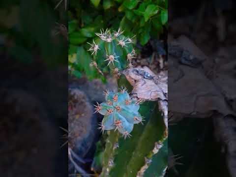 #hermosura #shortsvideo #nature