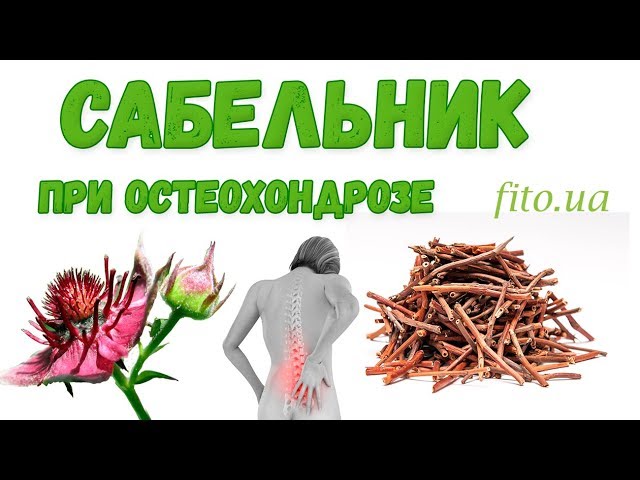 Сабельник болотный для костей и суставов - применение, противопоказания, рецепты