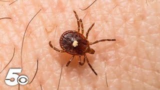 What Is Alpha-Gal Syndrome?