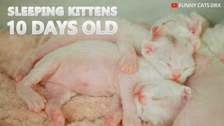 10 Days old Funny Cats Sleeping In Their Home. Learn How Fast Kittens Grow In Ten Days by Cute Cats Devon Rex 2,157 views 1 year ago 3 minutes, 12 seconds