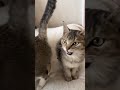 #cat #studywithmeandmycat #kitten #cute
